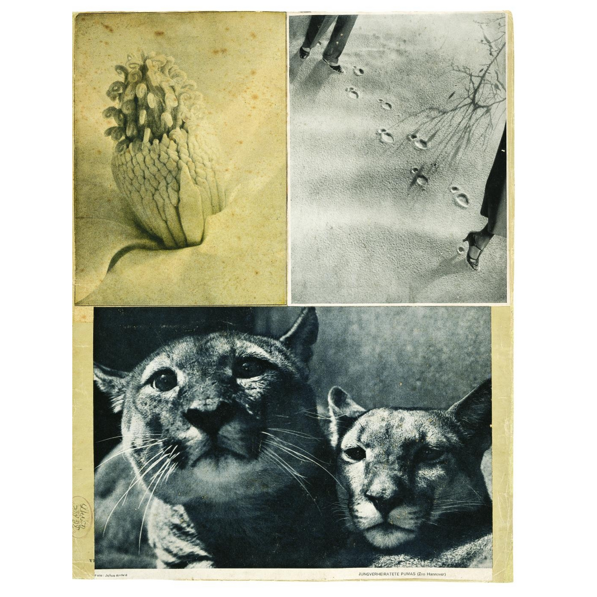 Coverbild Hannah Höch