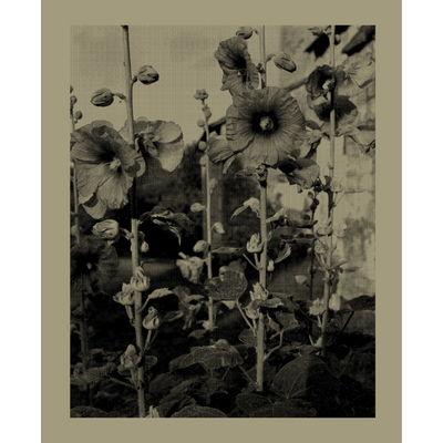 Cover Nicholas Nixon