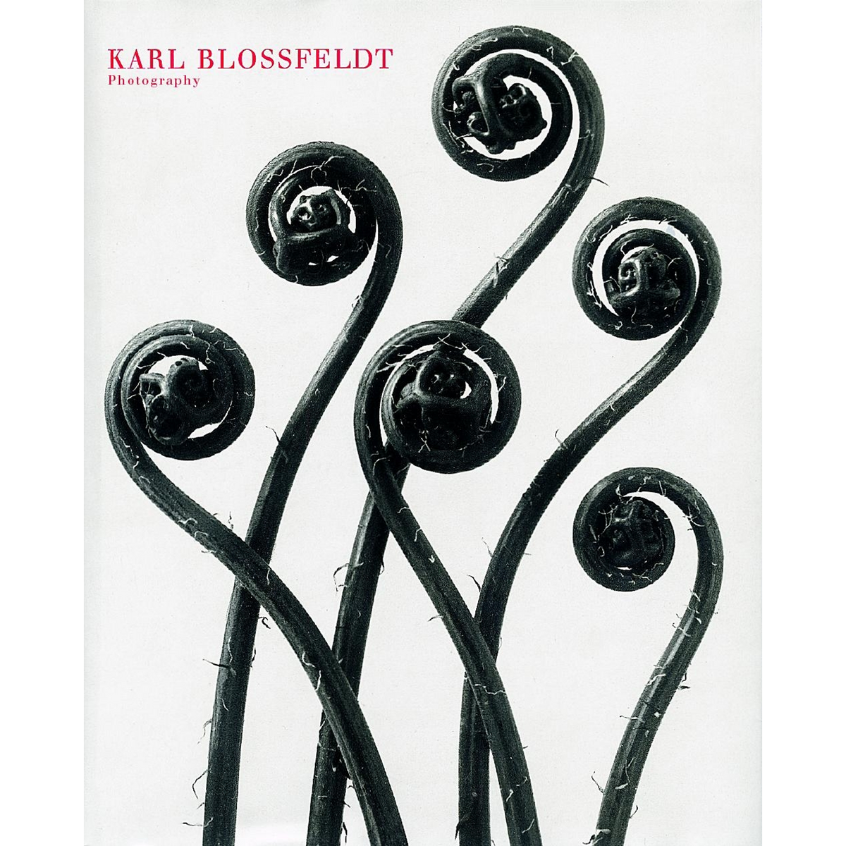 Coverbild Karl Blossfeldt