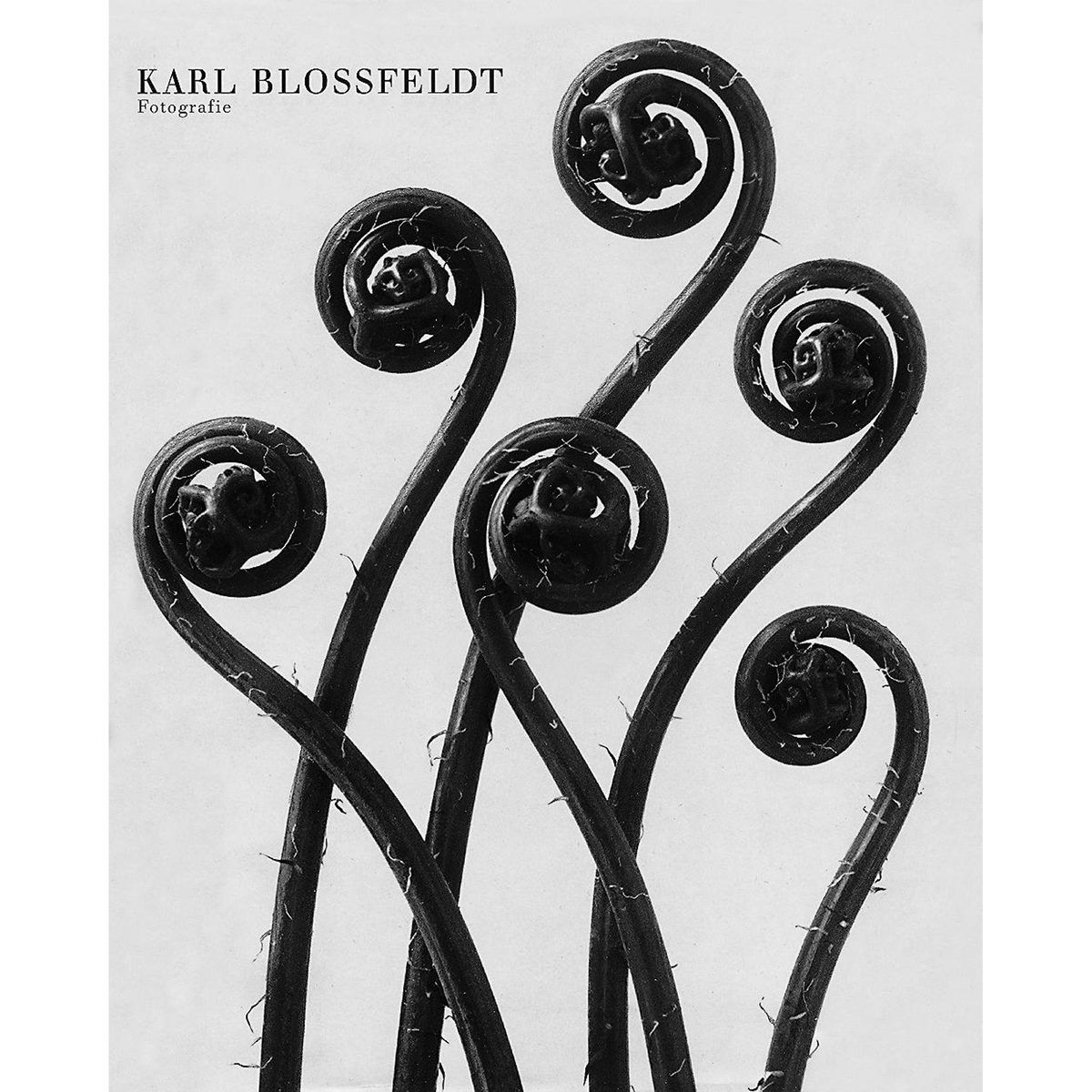 Coverbild Karl Blossfeldt