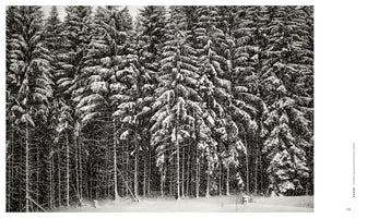 Eine Schwarz-Weiß-Aufnahme eines dichten Waldes während eines Schneesturms. Die Äste der hohen Nadelbäume sind schwer mit Schnee beladen, und die fallenden Flocken füllen die gesamte Szene.