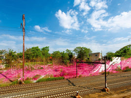 Bahngleise im Vordergrund vor einer Landschaft, bei der die Böschung und die kleinen Bäume mit einer leuchtend pinken, faserigen Substanz bedeckt sind. Im Hintergrund sind Bäume und ein Gebäude unter einem blauen Himmel zu sehen.