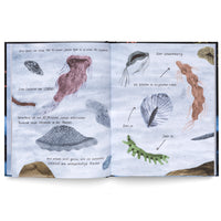 Ein aufgeschlagenes Buch zeigt eine Doppelseite mit Illustrationen. Auf einem hellblauen, wässrigen Hintergrund sind verschiedene seltsam anmutende Lebewesen gezeichnet, die prähistorische Meerestiere darstellen. Es gibt quallenartige, wurmähnliche und schwammartige Kreaturen in verschiedenen Farben wie Rosa, Braun und Grün. Deutscher Text, der zwischen den Bildern verteilt ist, erklärt die Entstehung vieler neuer Lebewesen im Meer vor rund 500 Millionen Jahren.