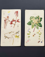 Hilma af Klint. Flora